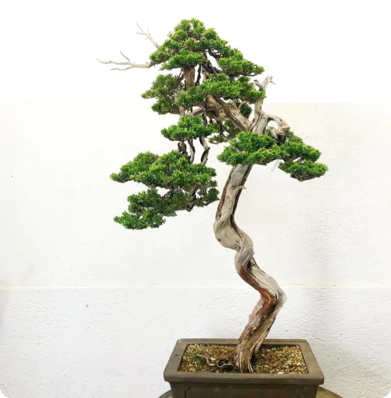 Bonsai
