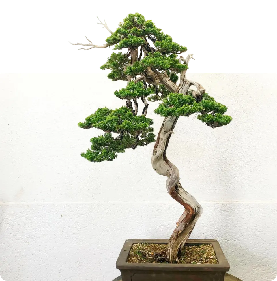 Bonsai