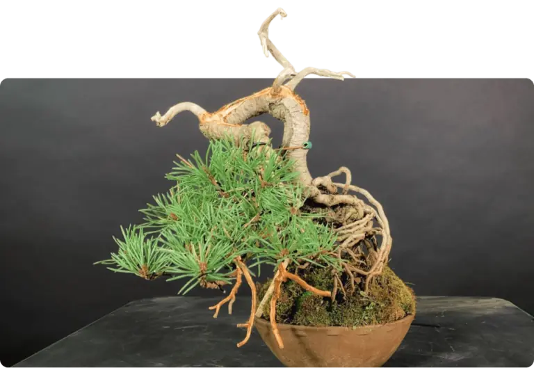 Bonsai