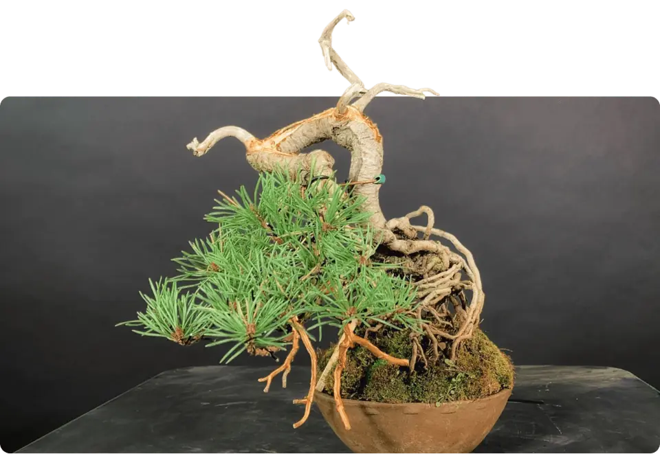 Bonsai