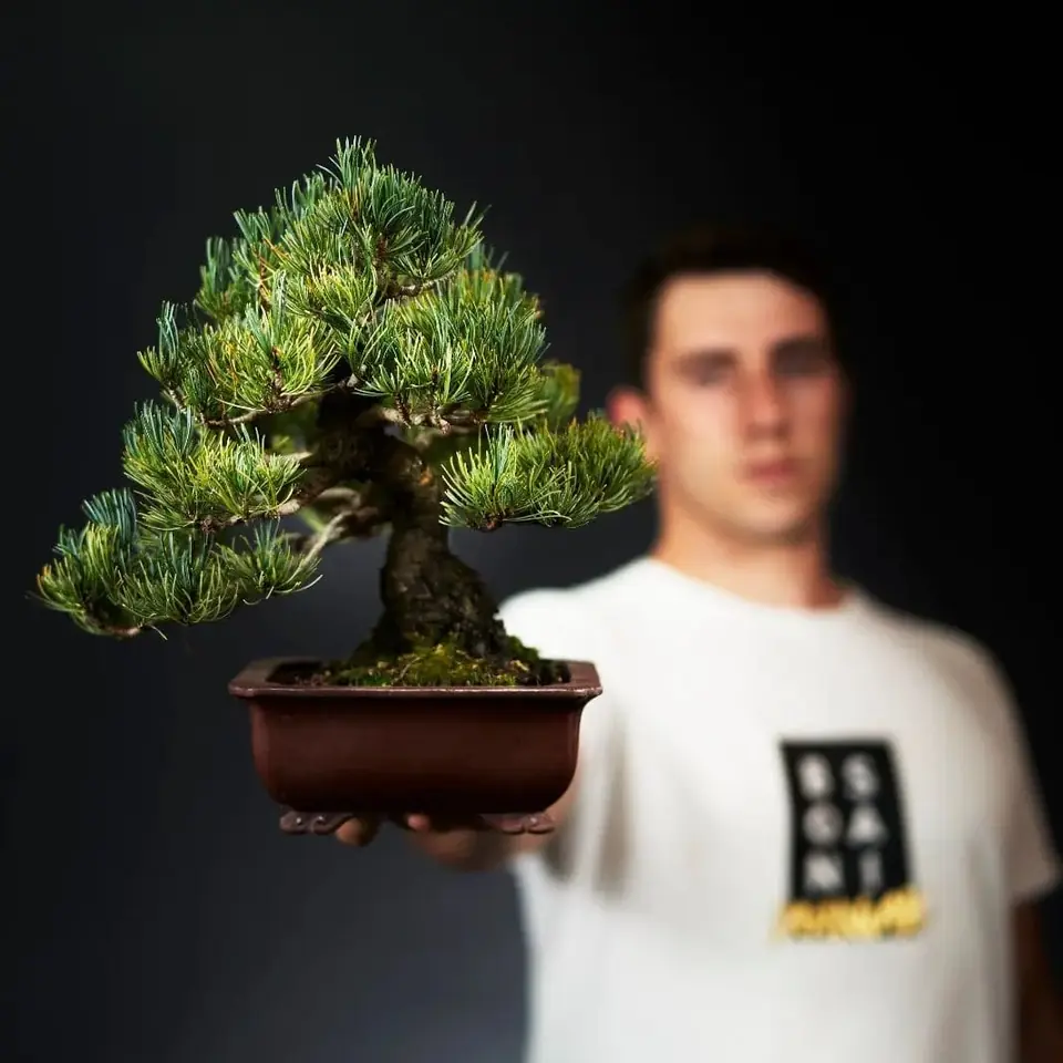 Bonsai