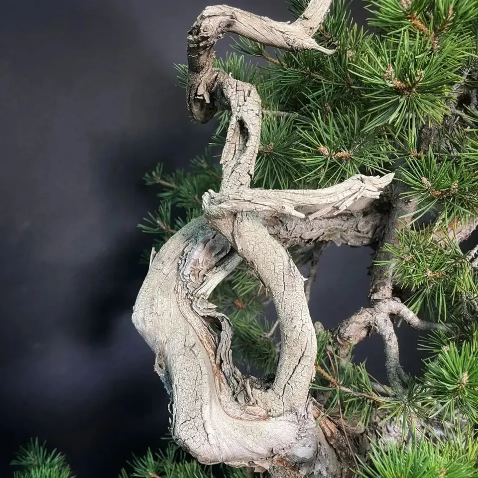 Árbol trabajado en demostración