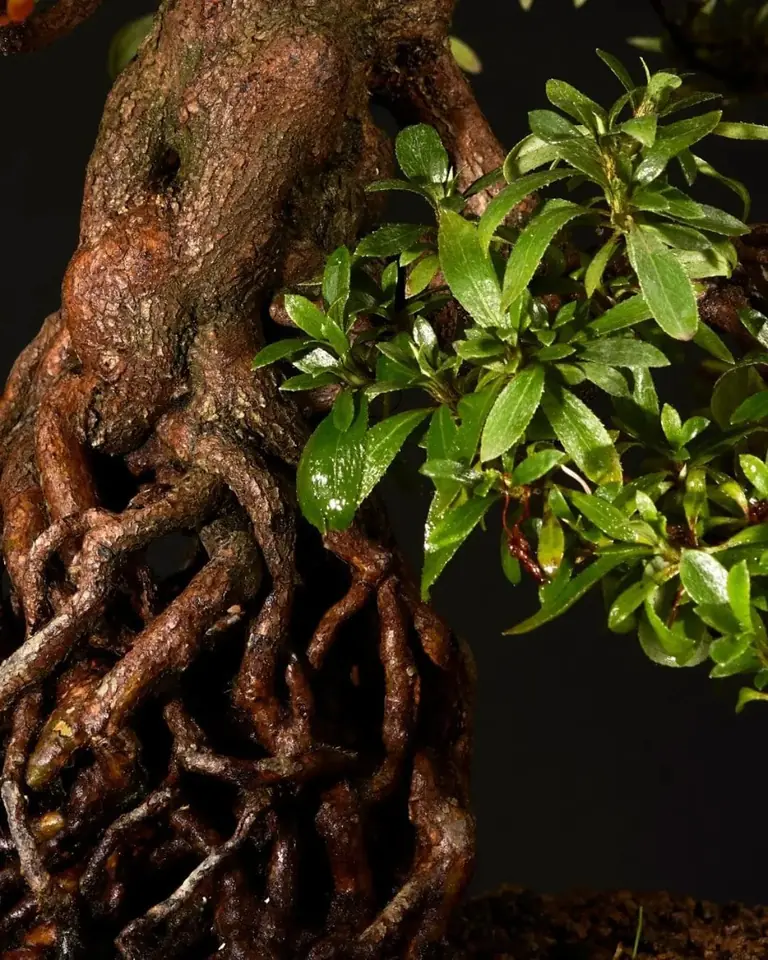Bonsai